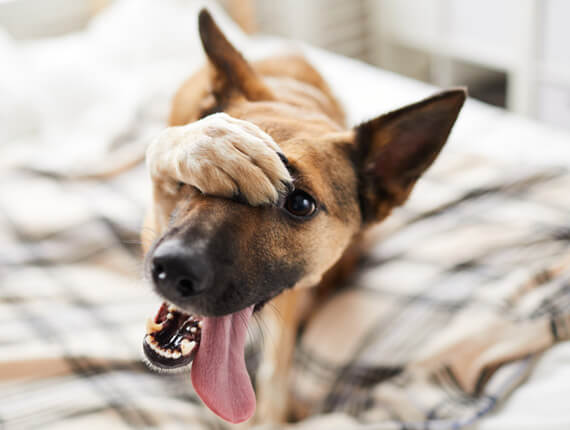 10 Common Dog Training Mistakes and How to Fix Them